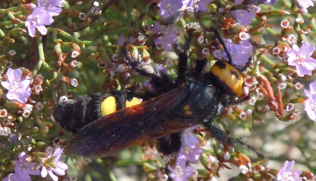 Megascolia maculata flavifrons
